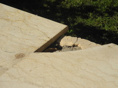 Trachylepis quinquetaeniata