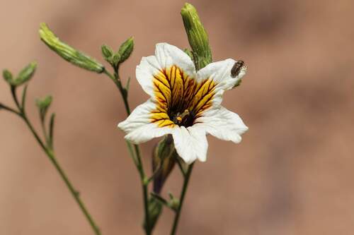 Salpiglossis sinuata, photograph 2