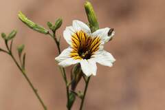 (c) Cesar Ormazabal, some rights reserved (CC BY) Salpiglossis sinuata, photograph (c) Cesar Ormazabal, some rights reserved (CC BY)