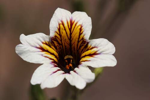 Salpiglossis sinuata, photograph 3
