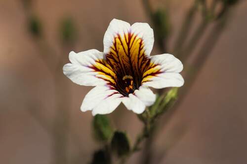 Salpiglossis sinuata, photograph 4