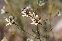 (c) Cesar Ormazabal, some rights reserved (CC BY) Salpiglossis sinuata, photograph (c) Cesar Ormazabal, some rights reserved (CC BY)