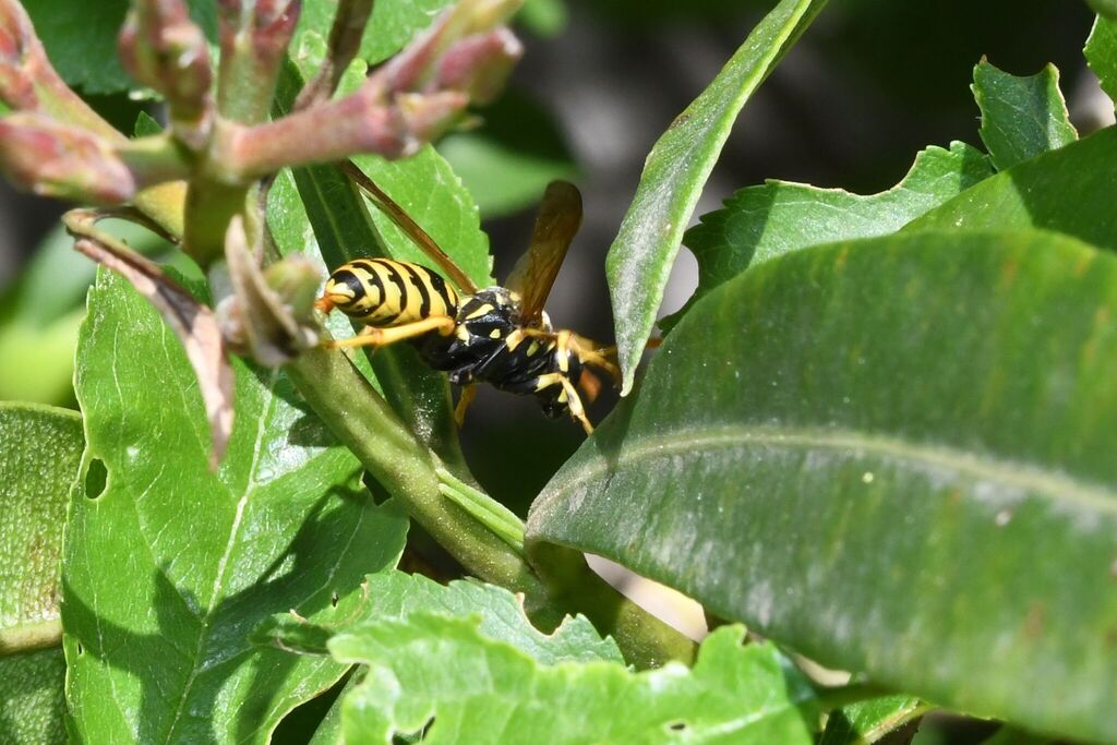 Umbrella Paper Wasps from 34380 Argelliers, France on April 15, 2026 at ...