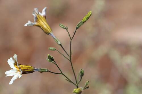 Salpiglossis sinuata, photograph 6