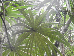 Cryosophila stauracantha