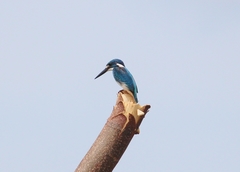 Alcedo coerulescens
