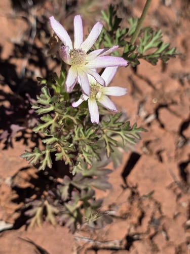 Anemone tuberosa, photograph 2