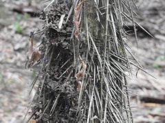 Cryosophila stauracantha