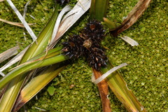 Carex wakatipu