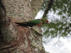 Aratinga auricapillus