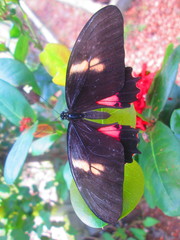 Heraclides torquatus