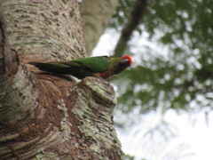 Aratinga auricapillus