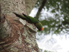 Aratinga auricapillus