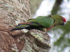 Aratinga auricapillus