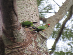 Aratinga auricapillus