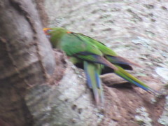Aratinga auricapillus