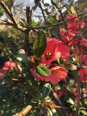 Chaenomeles × superba