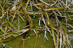 Carex wakatipu
