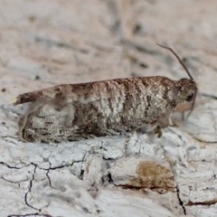 Grapholita packardi