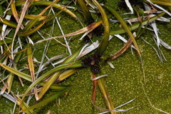 Carex wakatipu