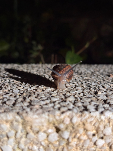 Cornu aspersum