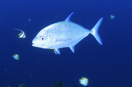 Carangoides orthogrammus observed 2026-04-14