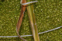 Carex wakatipu