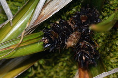 Carex wakatipu