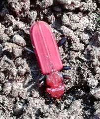 Cucujus cinnaberinus