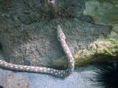 Myrichthys breviceps