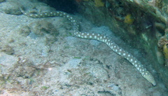 Myrichthys breviceps