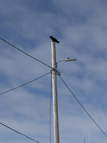 Common Raven