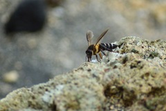 Apis dorsata binghami