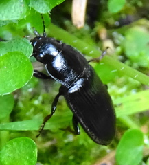 Anisodactylus signatus