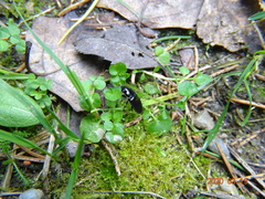 Anisodactylus signatus