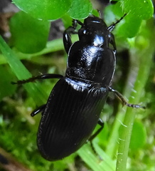 Anisodactylus signatus