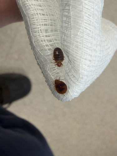 Common Bed Bug