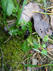 Anisodactylus signatus