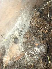 Porrhothele