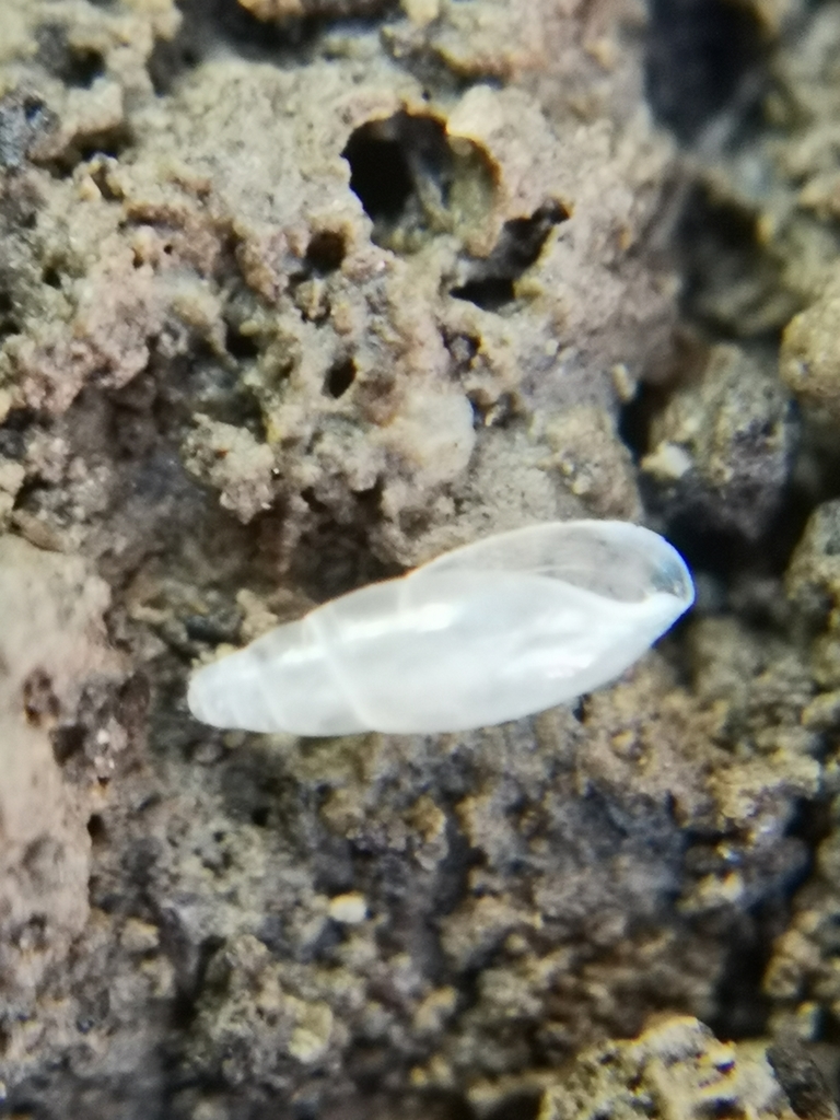 Cecilioides veneta