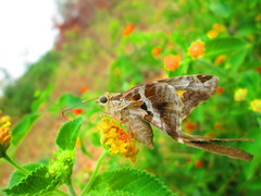 Chioides