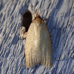 Sparganothis distincta