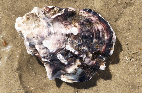 Magallana gigas
