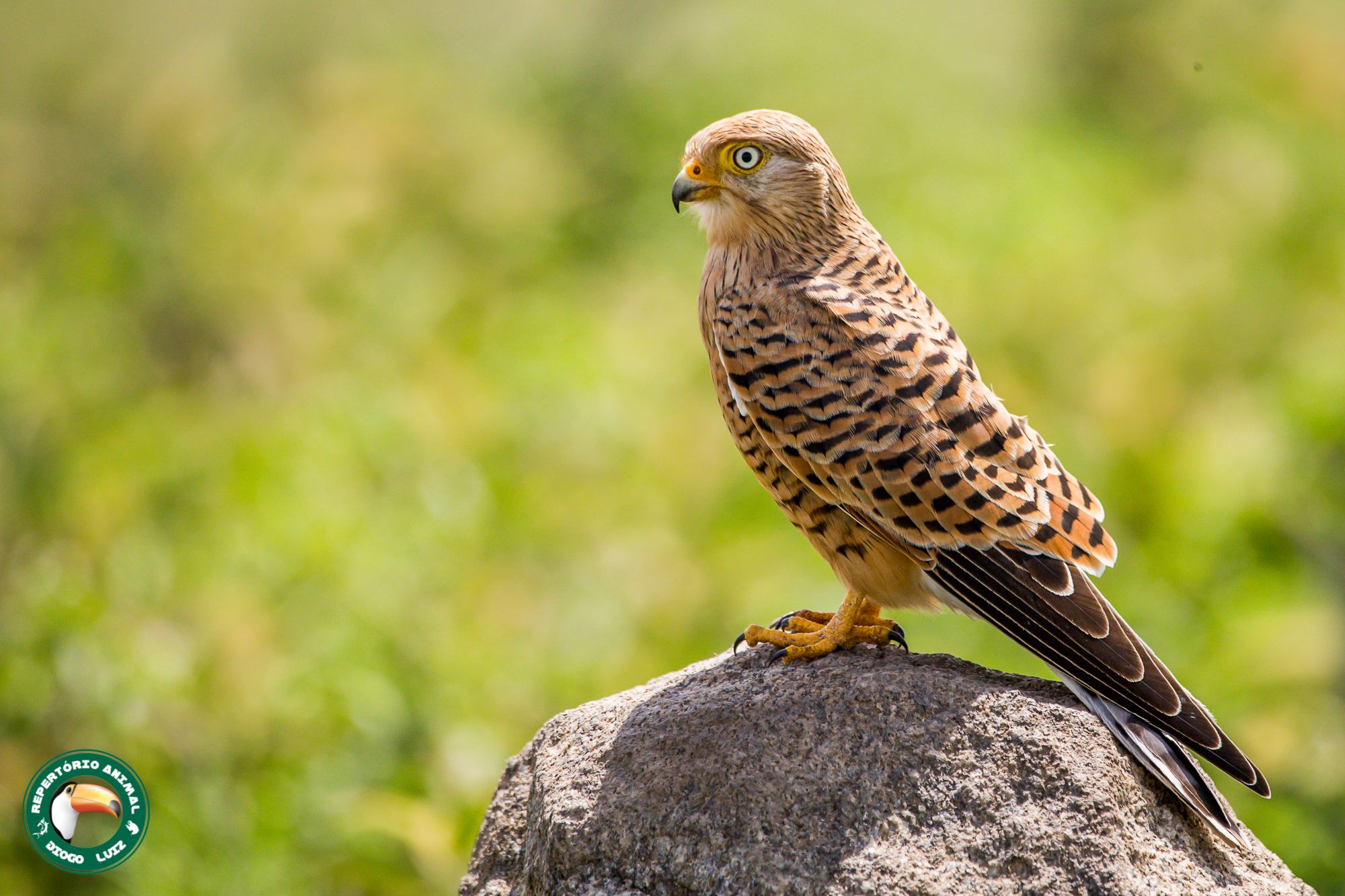 Greater Kestrel (Falco rupicoloides)