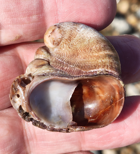 Crepidula fornicata