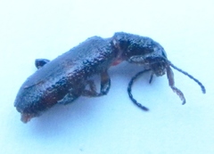 Cymatodera undulata