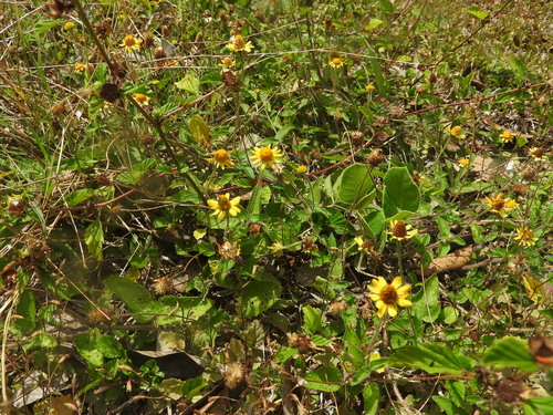 Image of Acmella pilosa by (c) Juan Cruzado Cortés, some rights reserved (CC BY-SA)