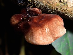 Polyporus hypomelanus