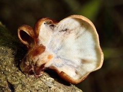 Polyporus hypomelanus