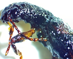 Cymatodera undulata